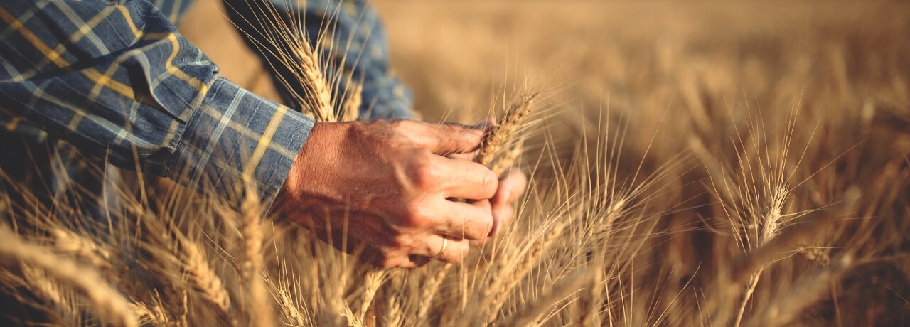 Weizenkeime: Erkl&auml;rung, Einsatz und Studien